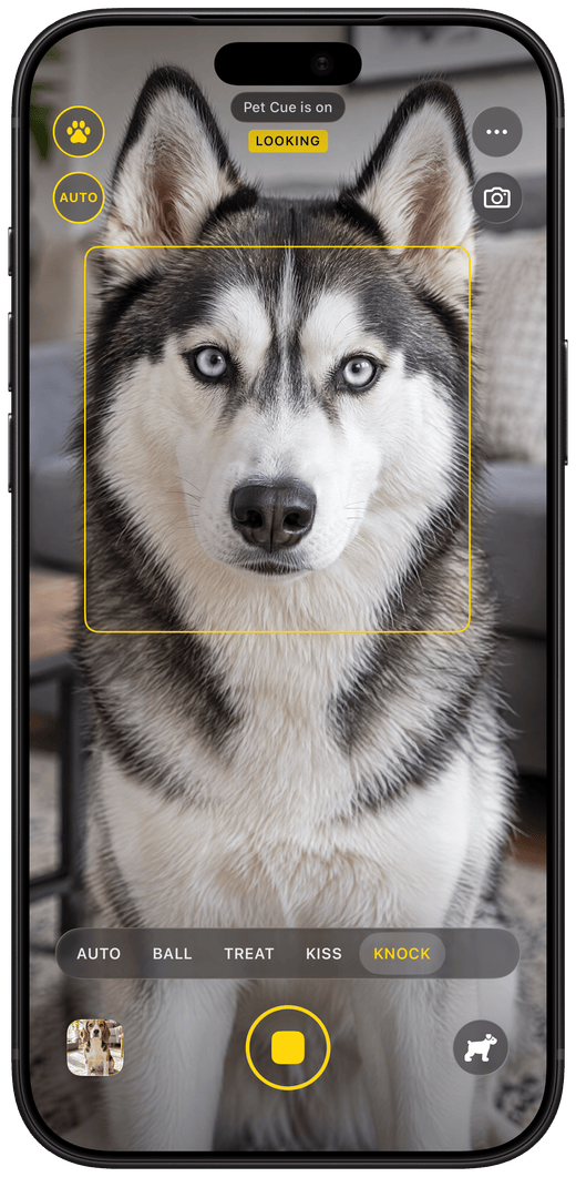 Pet Cue on iPhone: a husky looks into the lens while the Knock knock cue plays; the cue strip shows AUTO, BALL, TREAT, KISS and KNOCK.