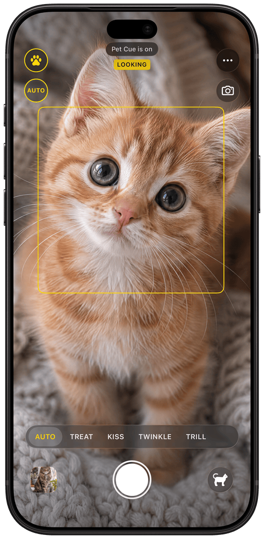 Pet Cue on iPhone: a ginger kitten looks into the lens and the yellow face square reads LOOKING.