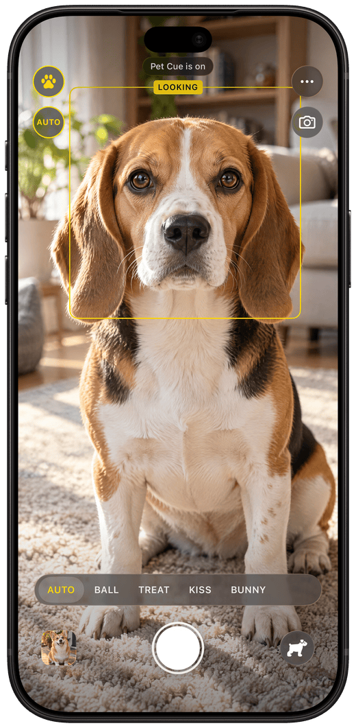 Pet Cue on iPhone: a beagle looks into the lens, the face square turns yellow and the tag reads LOOKING.