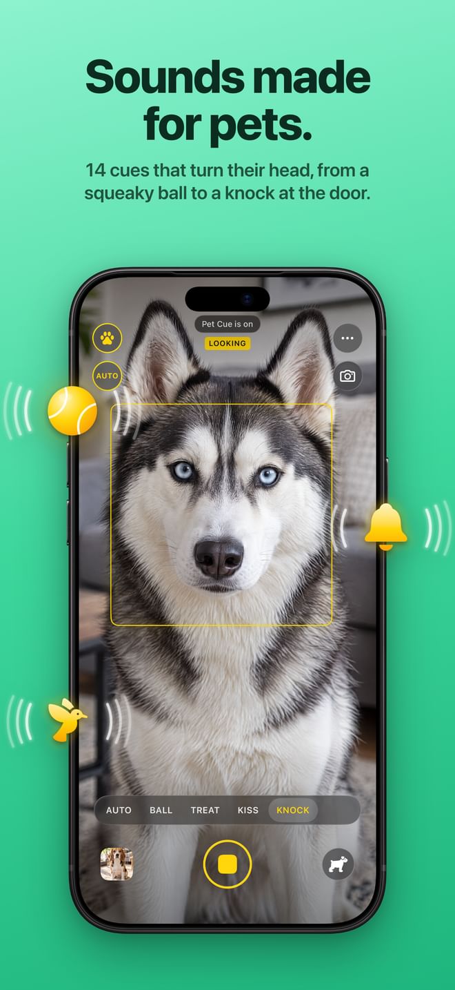 Sounds made for pets. 14 cues that turn their head, from a squeaky ball to a knock at the door.